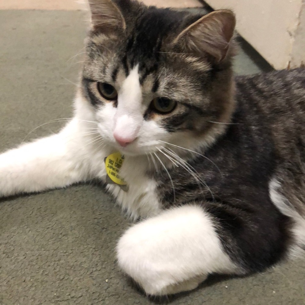 Meet your Posher, Cora